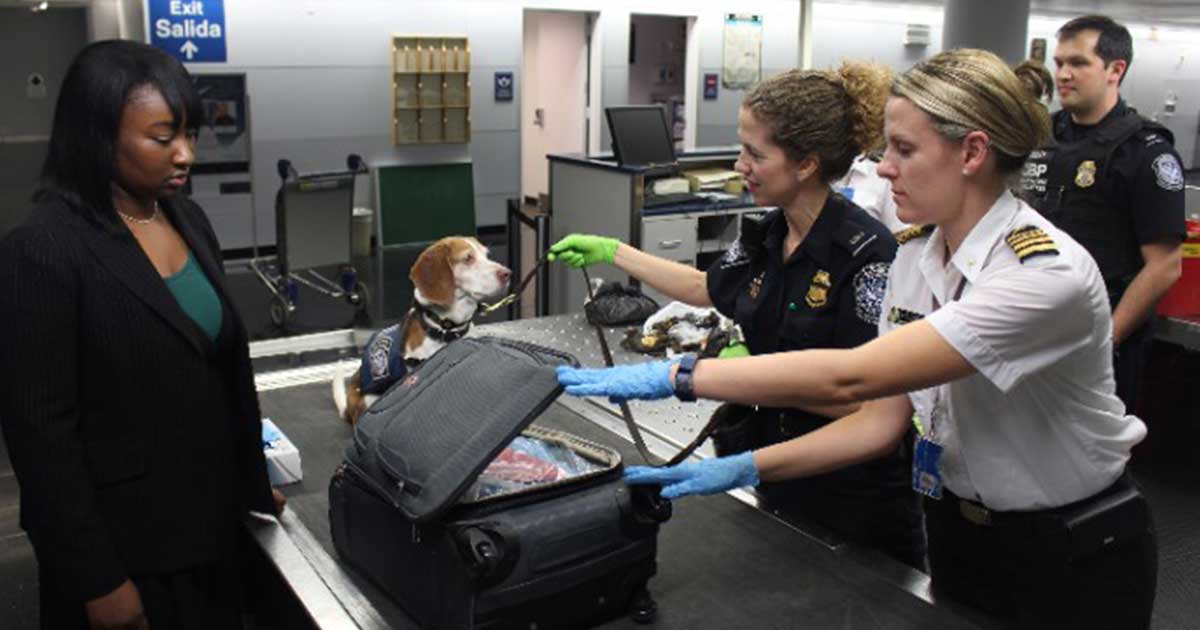 Flying with dog, cat and co